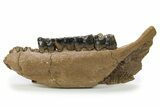 Fossil Rhino (Coelodonta) Right Mandible - Hungary #295837-3